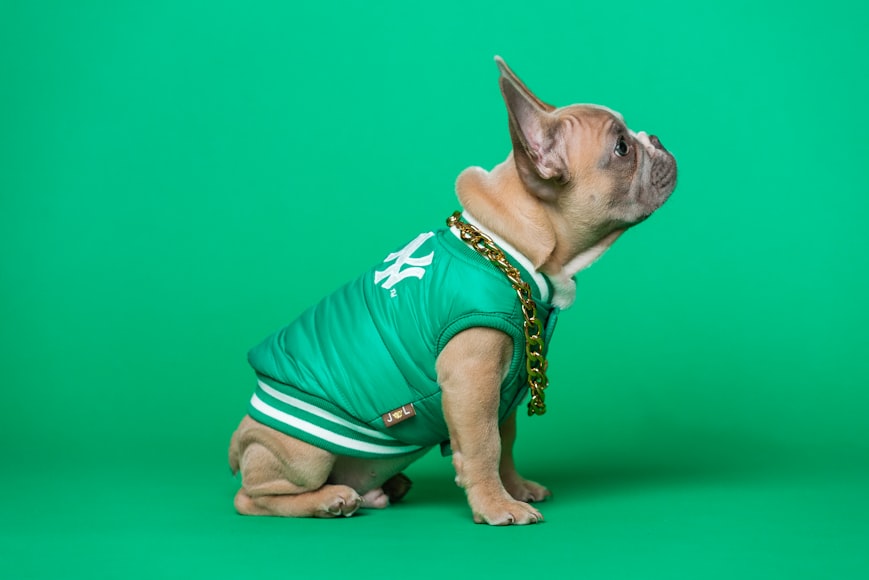 Marketing Digital: Cuidando de Tu Bulldog Francés Virtual