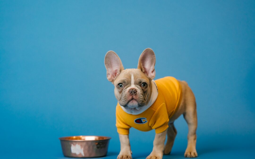 Digital Marketing Lessons My French Bulldog Taught Me