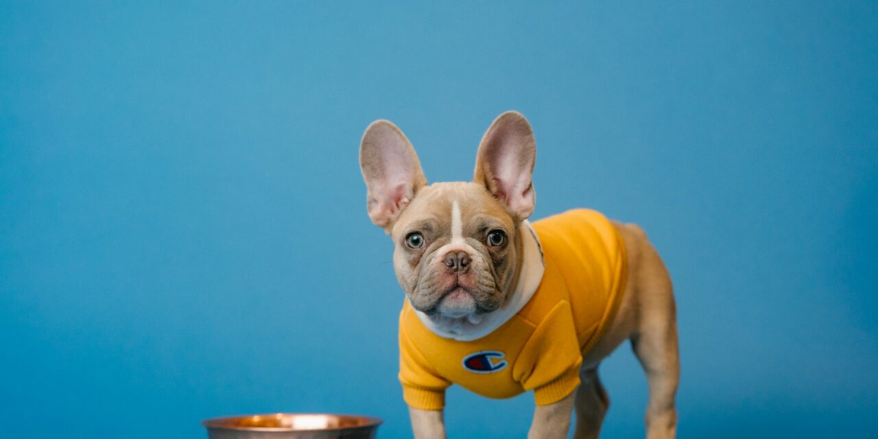 Digital Marketing Lessons My French Bulldog Taught Me