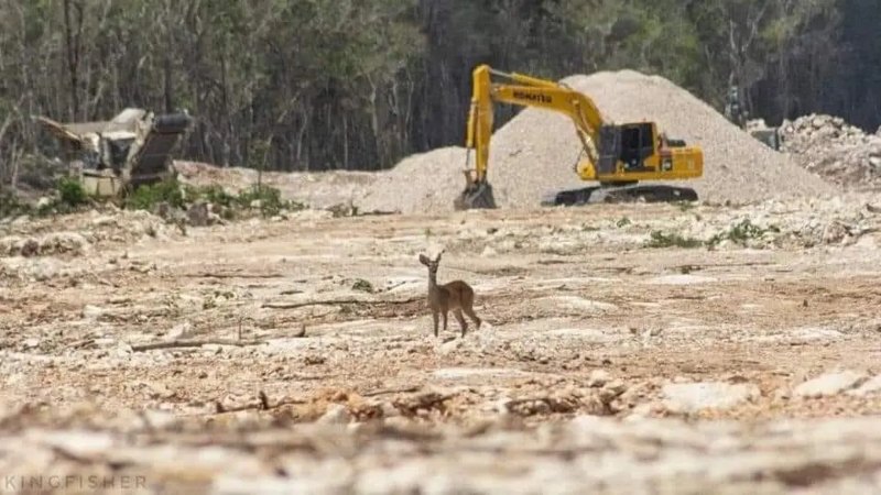 ecocidio-y-etnocidio-con-el-tren-maya-3-2