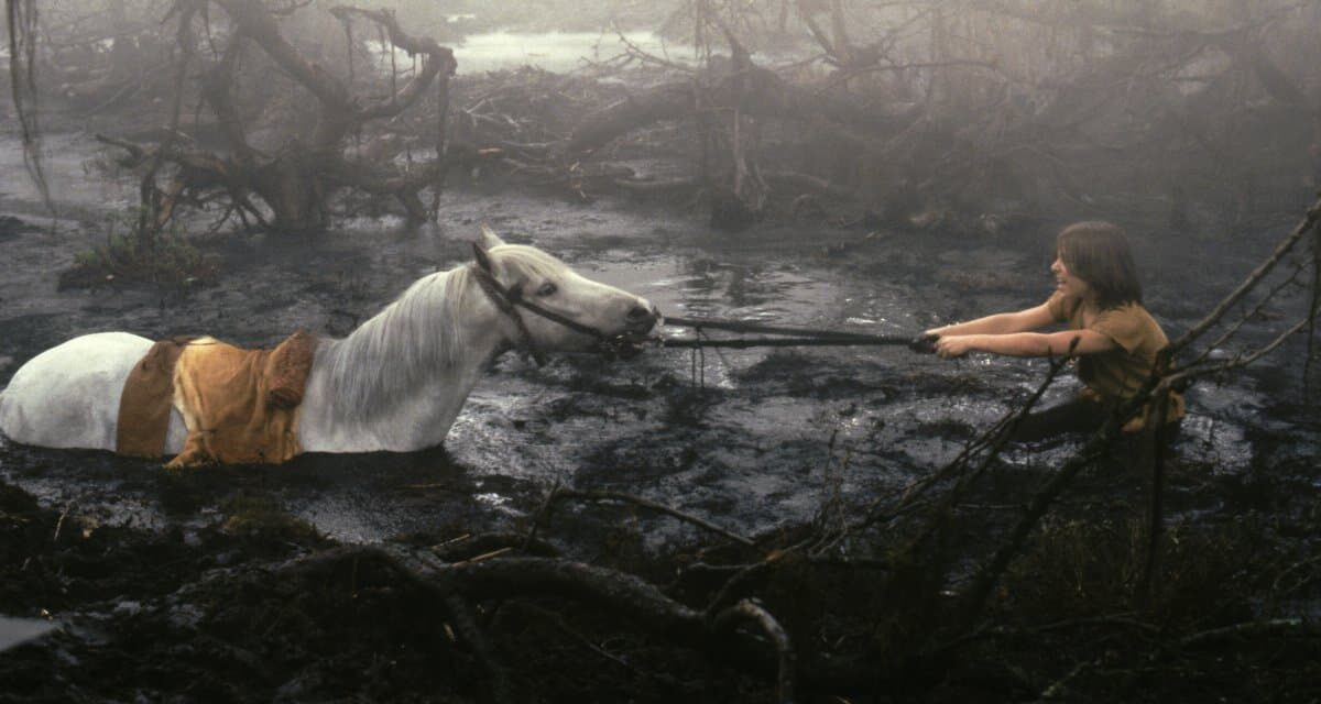 EL caballo muerto, cuando tu negocio necesita que cambies de rumbo.