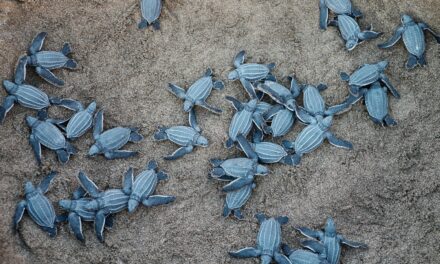  Guardianas del mar: la historia de las tortugas en México