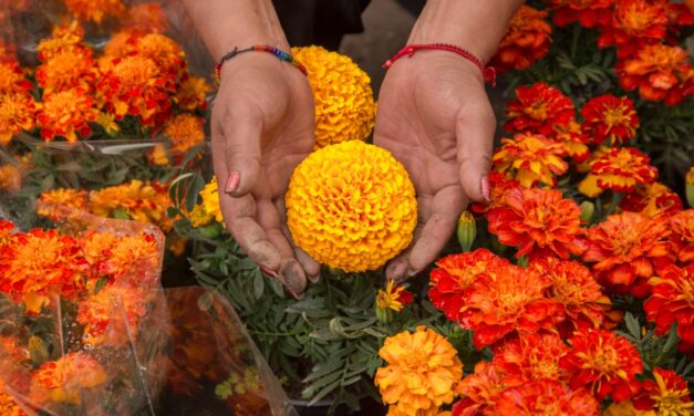 Cempasúchil: La flor que ilumina el camino de la vida y la muerte