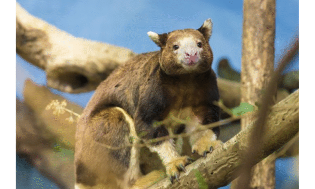 El Wondiwoi reaparece: el canguro arbóreo que no se veía desde 1928 vuelve a la vida