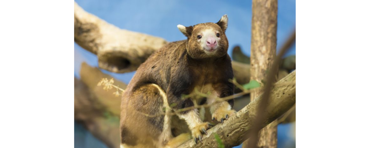 El Wondiwoi reaparece: el canguro arbóreo que no se veía desde 1928 vuelve a la vida