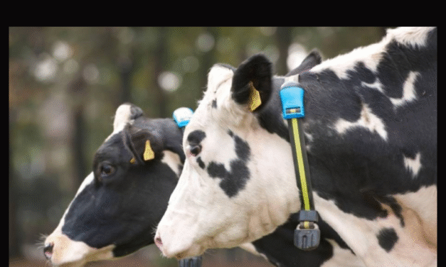 Tecnología en el campo: los collares inteligentes para vacas que revolucionan la ganadería