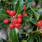 El enigma del muérdago: la planta suspendida entre la magia, el amor y la Navidad