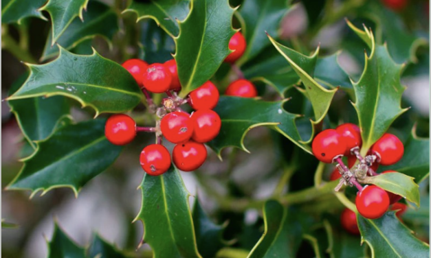 El enigma del muérdago: la planta suspendida entre la magia, el amor y la Navidad