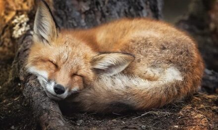 Plantas y animales adorables que podrían matarte en segundos (y tú querrías acariciarlos)