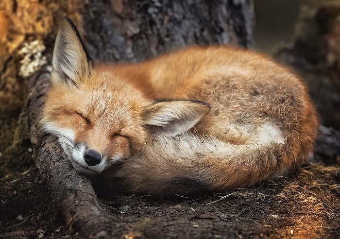 Plantas y animales adorables que podrían matarte en segundos (y tú querrías acariciarlos)