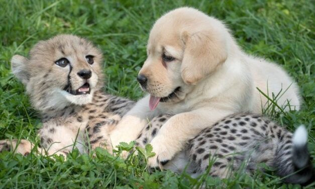 Una amistad inesperada; Los guepardos y sus perros de apoyo emocional
