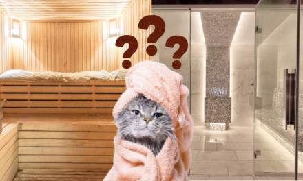 Sauna o vapor: diferencias, beneficios y cuál elegir