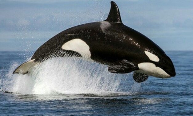 La Revolución de las Orcas: Por qué están atacando yates y qué nos dice sobre la inteligencia animal