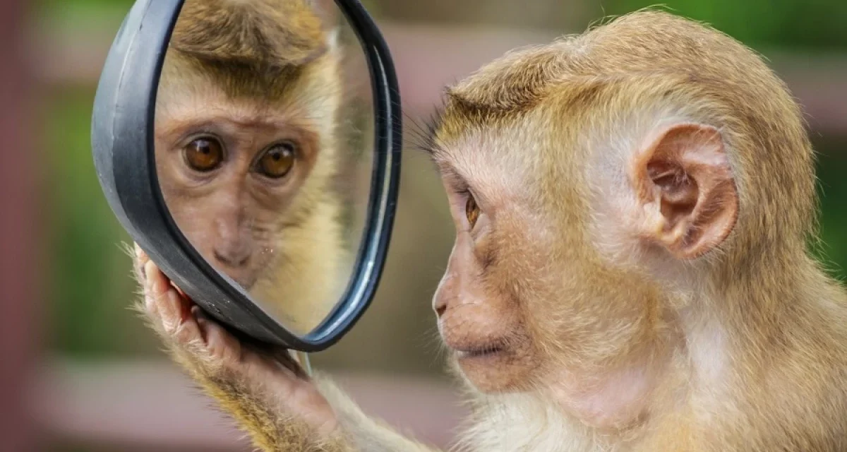 ¿Quién soy yo? Las especies que pueden reconocerse en un espejo y el misterio de la autoconciencia animal