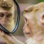 ¿Quién soy yo? Las especies que pueden reconocerse en un espejo y el misterio de la autoconciencia animal
