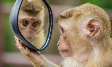 ¿Quién soy yo? Las especies que pueden reconocerse en un espejo y el misterio de la autoconciencia animal