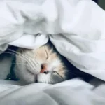 Mientras duermes pasan cosas raras: datos incómodos sobre el sueño que nadie te cuenta