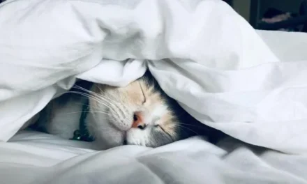 Mientras duermes pasan cosas raras: datos incómodos sobre el sueño que nadie te cuenta