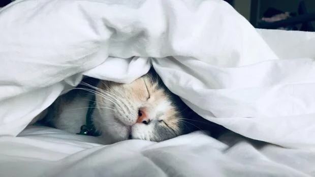 Mientras duermes pasan cosas raras: datos incómodos sobre el sueño que nadie te cuenta